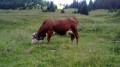 Vache Abondance Vache Abondance