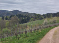 Ulmer Panoramaweg Renchen Ulm
