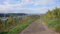 Die Weinberge und die historische Stadt Esslingen am Neckar Die Weinberge und die historische Stadt Esslingen am Neckar