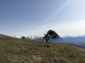 La Peyrouse La Peyrouse